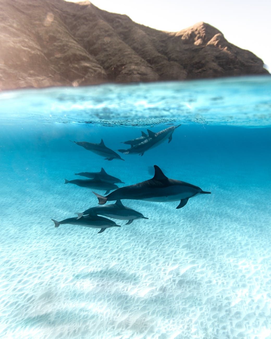 Pouvoir Nager Avec Des Dauphins Sauvages